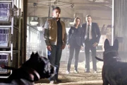 BONES: "The Dog Whisperer" Cesar Millan (L) steps in to help Brennan (Emily Deschanel, C) and Booth (David Boreanaz, R) when they discover a dog-fighting ring may be connected to the death of a veterinarian in the BONES episode "The Finger in the Nest" airing Wednesday, Sept. 17 (8:00-9:00 PM ET/PT) on FOX.
