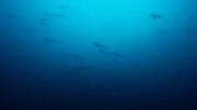 Um Malpelo Island in Kolumbien sammeln sich oft große Schwärme von Hammerhaien.
