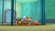 L-R: Chase, Marshall, Zuma, Rubble, Rocky, Skye