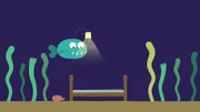 Der kleine Anglerfisch legt sich zu Bett.