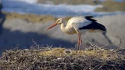 Storch im Nest.