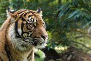 Nur etwa 600 der seltenen Sumatra-Tiger leben noch in freier Wildbahn.