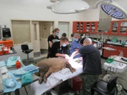 Aardvark Surgery