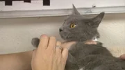 A cat with whom something seems to be wrong is handed in at the control center.