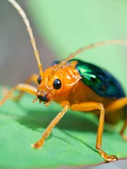 Macro shot of a bombardier beetle on leaf.