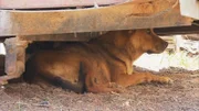 Dog under a shelter.