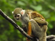 Squirrel Monkey (and baby)