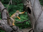 Squirrel Monkey