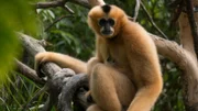 Gibbon on Exhibit