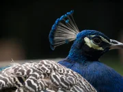 Bronx Zoo Peacock.