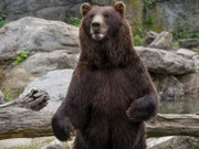 Brown Bear On Exhibit