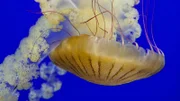 Jelly fish.