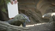 Komodo dragon.