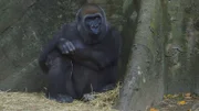 Gorilla Ernie hat ein großes Herz.