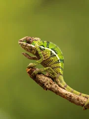 This little chap, can move those eyes in completely different directions, so can see where ever he wants. also able to change colours to blend in with his surroundings