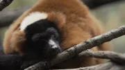Red Ruffed Lemur - Indoor Enclosure