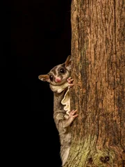 This is a studio shot of a captive Sugar Glider clinging to a tree trunk.  The background is black and there is room for copy if desired.