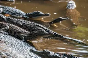 Die gefährlichen Reptilien sind die Top-Jäger im Gebiet rund um den Fluss Luangwa.