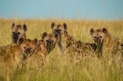 Angeführt von einem Alphaweibchen verbreitet ein Hyänenrudel im Luangwa-Tal Angst und Schrecken.