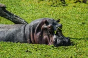 In den Altarmen des Luangwa-Flusses in Sambia leben zahlreiche Flusspferde. Das Meer aus Wassersalat ist ein wahres Paradies für die Tiere.