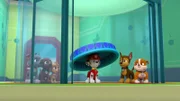 L-R: Rocky, Zuma, Skye, Marshall, Chase, Rubble