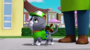 Cat Rocky