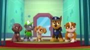 L-R: Zuma, Rocky, Skye, Chase, Rubble