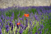 lavendel, blumen, blüten, blau, lavendelfeld, Provence