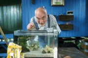 Im Aquarium versucht sich Peter Lustig (Peter Lustig) als Perlmuschelzüchter.