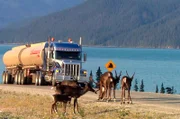 Roadtrip in die Wildnis: Der Alaska Highway ist eine der berühmtesten Strecken Nordamerikas - vom Norden Kanadas bis nach Alaska.
