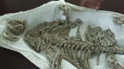 Der Repenomamus lebte vor 130 Millionen Jahren, war ein wolfsgroßes Säugetier und fraß kleine, gefiederte Dinosaurier.
