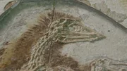 Fossile Funde beweisen: Saurier hatten Federn!