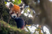 Rote Pandas leben auf den Bäumen: Dieser versteckt sich gerade vor einem Fressfeind.