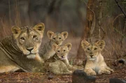 Gir-Nationalpark, Gujarat, Indien: Löwenjunge liegen neben ihrer Mutter im Gir-Nationalpark.