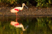 Rosalöffler überwintern gerne in den Gewässern des Pantanal. Sie brüten in Florida.