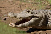 Das riesige Feuchtbiotop Pantanal ist Heimat von Millionen Kaimanen.