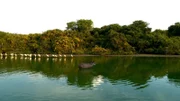In der Trockenzeit brauchen die Tiere des Pantanal den See, der nicht austrocknet.