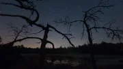 Wie von Geisterhand erwachen nachts im Chiemgau Zombie-Bäume zum Leben.