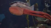 Octopus Ophelia.