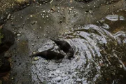 Otters on exhibit.