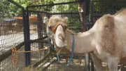 Camel Max.