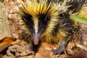 Endemic animal tailless tenrec, Tenrec ecaudatus, also known as the common tenrec.