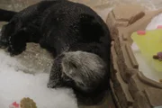 Sea otter laying in ice on exhibit