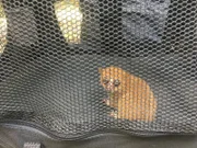 The Mouse Lemur in a carrier.