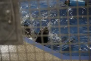 Sea lion swims in holding pool