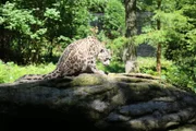Snow Leopard.