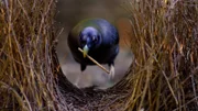 Der Laubenvögel errichtet einen prachtvollen Balzplatz aus Hunderten von Zweigen.