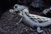One of the Schoolhouse Pets rescue lizards crawls around their new enclosure.