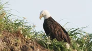 Weißkopfseeadler