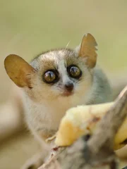 Cute reddish-gray mouse lemur, Microcebus griseorufus, feeding on banana